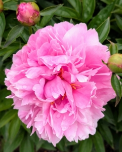 Paeonia 'Kevin' has large, double pink blooms that show lighter pink in the center. It makes an excellent cut flower.