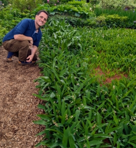 Here's my head gardener kneeling next to a hedge of Lily of the valley, Convallaria majalis - a wild flowering plant with sweetly scented, pendent, bell-shaped white flowers. It is native to cool regions of Europe, North America, and Asia.