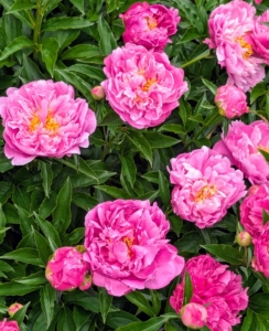 These peonies are called 'Pink Kisses.' They are smaller, deep pink flowers that grow abundantly with about two or three buds per stem. The blooms grow up to 26-inches tall and are quite fragrant.