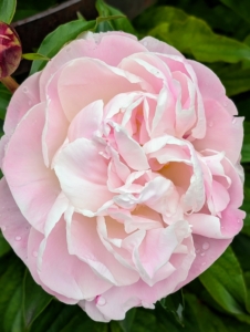 This light pink Chinese peony is 'Pink Venus.' It is a semi-double peony in soft cameo pink. It's blooms grow up to six-and-a-half inches wide with red tipped stigmas and good stem strength.