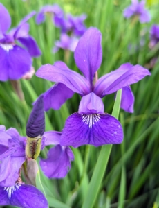 Blooming now is the Siberian iris. This is Iris sibirica 'Christmas Wish.' These dainty irises with their smaller, beardless flowers are easy-to-grow and drought-tolerant.