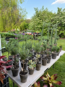 ... along with many rare and interesting perennials and annuals, and small trees. Some of the proceeds of the event go to the maintenance and preservation of Ladew.