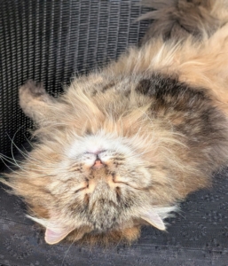 It's great to see her feel safe enough to nap anywhere in my home. Kittens six months and older, and adult cats, sleep about 16 to 18 hours a day on average. And, kittens have a similar routine to adult cats, napping throughout the day. They are usually most active at dawn and dusk.