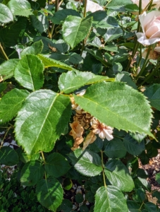 The leaves of the rose are described as “pinnate” – meaning there is a central rib and then leaflets off to each side, with one terminal leaflet. Rose leaves can have anywhere from two to 13 leaflets. And rose stems are often armed with sharp prickles – they aren’t thorns at all. Unlike a thorn, a prickle can be easily broken off the plant because it is really a feature of the outer layers rather than part of the wood, like a thorn.