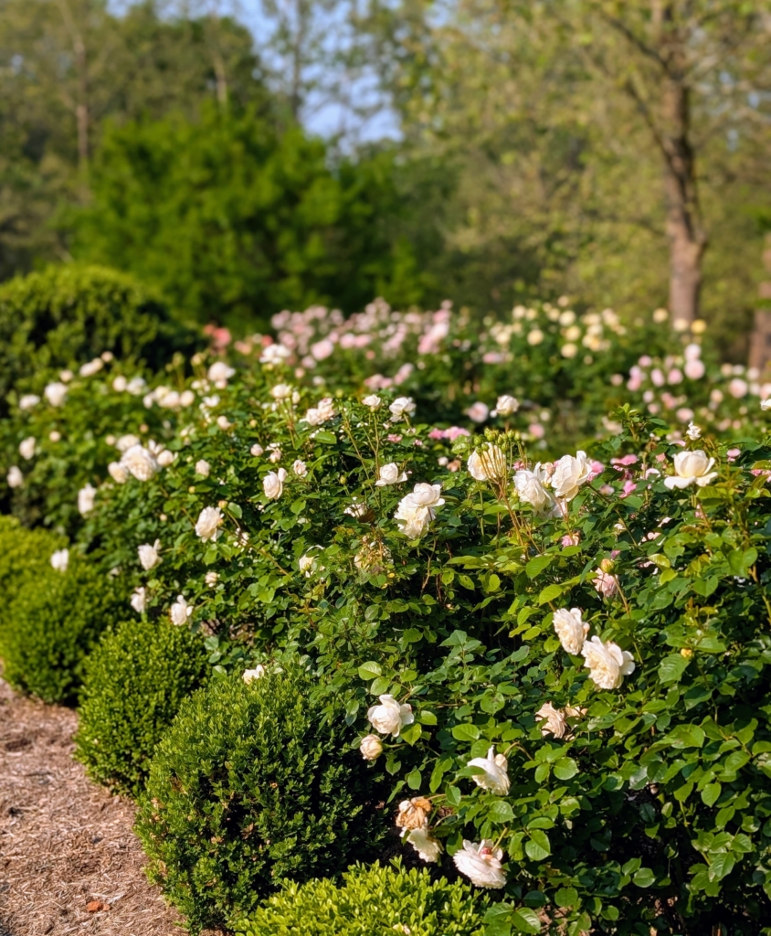 Pre Bloomed Roses Blooming Roses - The Martha Stewart Blog