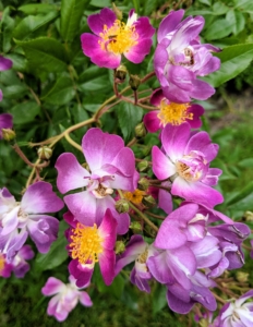Anyone who passes just takes in the sweet and strong fragrance of these roses - a mix of citrus and apple.