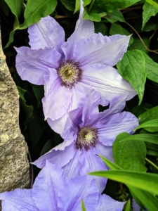 The standard clematis flower has six or seven petals, measuring five to six inches across. Colors range from lavender to deep purple, white to wine red, and even a few in yellow.