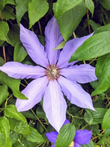 For this area, I chose various shades of lavender, purple, and blue.