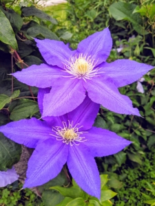 Clematis are native to China and Japan and are known to be vigorous, woody climbers.