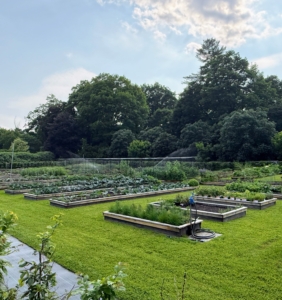 The tour continued after breakfast with a walk down to my half-acre vegetable garden. Everything is growing so nicely.