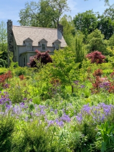 The space used to be planted with rows and rows of ferns and lilies. Now the garden is filled with beautiful Stewartia trees and lush, green shade-loving specimens including Epimediums, Syneilesis, Polygonatum, Astilboides and so much more.