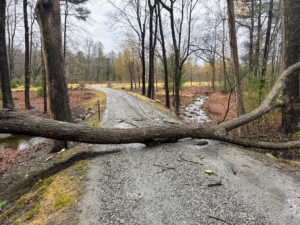This is the carriage road leading to my woodlands. This tree fell across the road after a late winter storm last March.