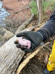 ... baby squirrels. Three to be exact. Unsure whether the mother was still around, the three were returned to the tree and left alone for several hours. If the mother is near, she is sure to return and retrieve her offspring.