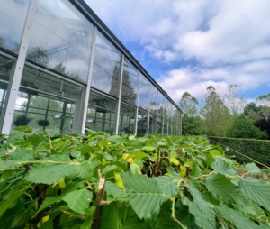 Here's is a view looking down the top of this hedge.