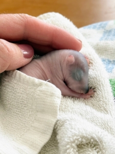 Dr. James keeps them warm in a crate for several weeks, feeding them every two to four hours.