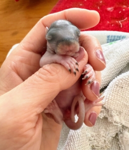 Baby squirrels are completely helpless when born. Their eyes and ears are closed and they are without fur or teeth.