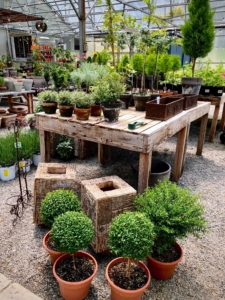 The nursery was filled with lots of greenery.