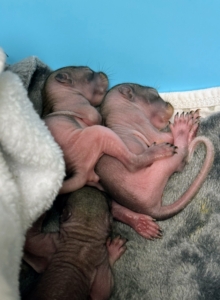 Here are the kits after a couple weeks with Dr. James. Their fur has started to grow and they now have whiskers.