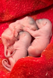 Squirrel litters average between two and four kits - usually born in February or March. Mature females can also produce a second litter in August.