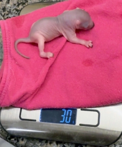 When they were first found, the squirrels were about 10 grams each. A week later, the babies are 30 grams each.