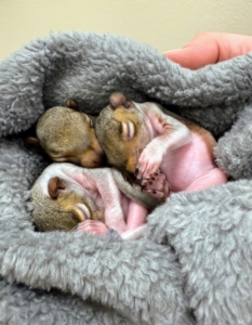 At this stage, Dr. James has named them - Maple, Magnolia, and Oak-ley after trees. All three are females.