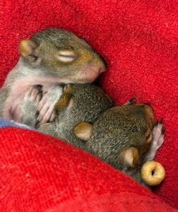 There are certain growth stages for squirrels. At about three weeks of age, their teeth start to come in. Their eyes open at about a month and at six weeks of age, these kits are old enough to move from a crate to an indoor enclosure.