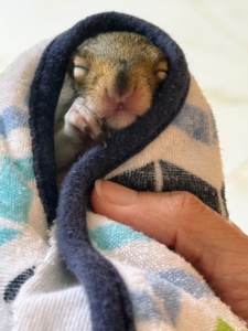 Baby squirrels sleep for about 14 to 22 hours a day. All the rest is essential for proper growth and development.