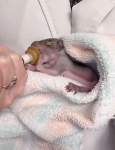 Squirrel kits are fed a special formula from syringes starting with 1cc or 3cc. Dr. James weighs the babies to regulate their feedings.