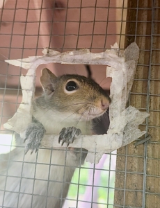 At 12 weeks old, the squirrels are released. They are now free to come and go through this opening whenever they please. Dr. James feeds all her squirrels twice a day all year round, so it is not surprising to see youngsters return at night for the first few days or weeks.