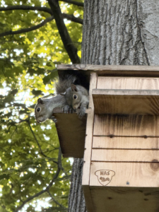 The females have also taken up residence in this nearby nest - all three of them together.