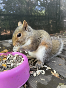 It's nice to know they are all healthy and happy and exploring the world around them. Depending on the species and genetics, squirrels can live up to 10 years in the wild.