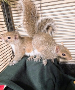 At six weeks, the squirrels have full coats and fluffy tails. They are now old enough to be in a larger indoor enclosure where they can safely practice climbing and jumping.