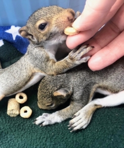 Here is one of the kits eating a Cheerio.