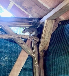 The last four weeks is also when the squirrels learn how to live on their own.
