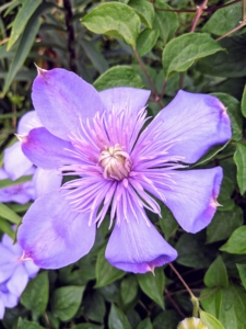 Many clematis are lightly scented. Flowers vary in shape and sizes. They can be flat, tubular or bell-shaped and can be as small as one-inch wide.