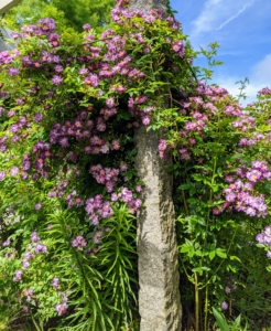 And in the center of the pergola, I have Veilchenblau roses. This is a vigorous, almost thornless, spring blooming rambler. The blooms start out reddish purple, then turn a dark violet and fade to lilac and blue.