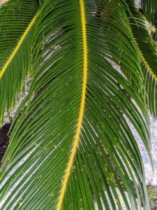 Sago palm fronds resemble those of palm trees. The glossy, pinnate leaves are typically about four to five feet long at maturity, and up to nine-inches wide.