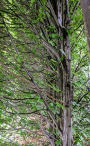Looking inside the hedge, the hornbeam has pale grey bark with vertical markings. The sturdy branches grow outward and slightly upward.