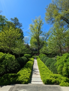 It is a kind of "room" walled by a tall hedge of boxwood. The focal point is the great old ginkgo tree at the back of the space that is original to the farm. Over time, I've planted American and English boxwood, smaller ginkgo trees, smoke bushes, Siberian weeping pea shrubs, peonies, hostas, lilies, Leucojum, and others.