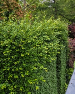 Looking closely from the top, It’s a big difference and shows the growth from the past year. These hornbeams are so healthy and lush.