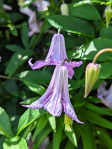 This is Clematis viticella ‘Betty Corning’, which has slightly fragrant, bell-shaped flowers that bloom from summer to fall.