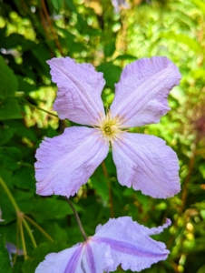 It can take several years for a clematis vine to mature and begin flowering prolifically. To shorten the wait, purchase a plant that’s at least two-years old. Clematis also prefer soil that’s neutral to slightly alkaline in pH.