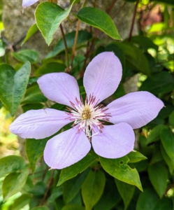 Some clematis cultivars will bloom in partial shade, but to really thrive, they need at least six-hours of sun each day. Just think, “head in the sun, feet in the shade.” The vines like sun, but cool, moist soil.
