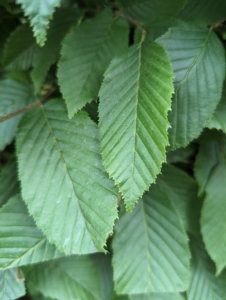 The English hornbeam is related to the beech tree, with a similar leaf shape. On the hornbeam, the leaves are actually smaller and more deeply furrowed than beech tree leaves. They become golden yellow to orange before falling in autumn.