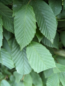 Although slower, this method of trimming by hand ensures careful precise, clean cuts.