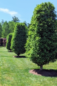Some of you may remember last spring I planted six of these Ginkgo biloba Goldspire™ Obelisk trees from Select Horticulture Inc. in nearby Pound Ridge, New York.