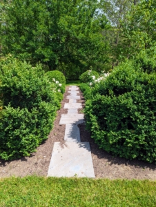 This garden is surrounded with boxwood. Large boxwood shrubs anchor the corners and mark the center footpath of the garden.