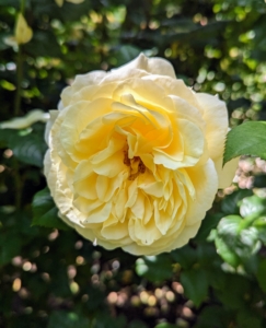 And don’t forget to feed. As I often say, if you eat, so should the plants. Keep roses well-fed with a slow release formula specifically for roses.