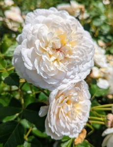 As part of a yearly maintenance program, also eliminate dead, dying, and diseased plants and plant parts to help keep the garden healthy. When needed replace plants with new, healthy ones.