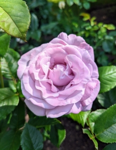 Given the right care, healthy roses can bloom through summer and all the way until early fall.